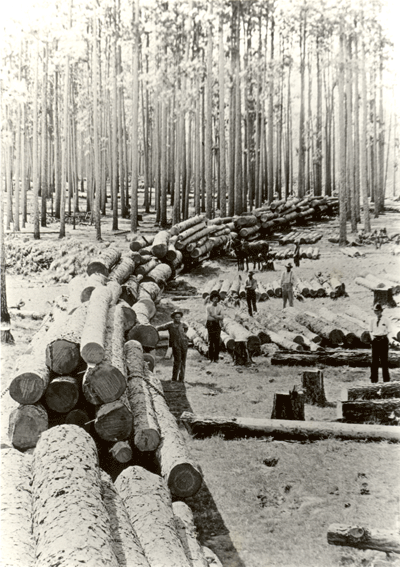 Logging Train in the Piney Woods of East Texas